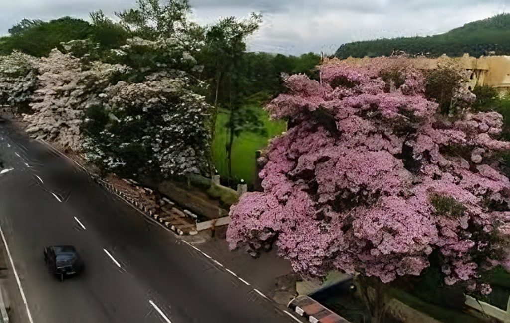 Magelang serasa Jepang dengan keindahan bunga tabebuya yang mulai mekar di Agustus 2025 ini oleh Okezone Travel